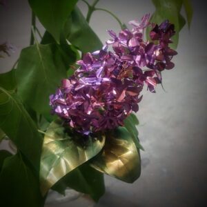 copper lilac
